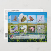 UNESCO WHS - Everglades National Park - vogels Briefkaart (Voorkant / Achterkant)