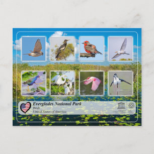 UNESCO WHS - Everglades National Park - vogels Briefkaart