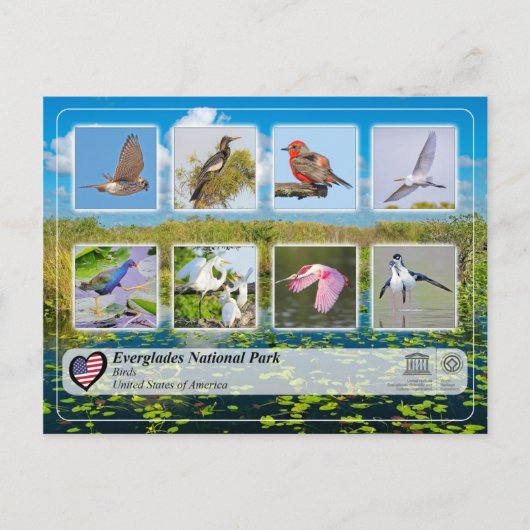 UNESCO WHS - Everglades National Park - vogels Briefkaart (Voorkant)