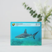 UNESCO WHS - Galápagos Islands - Galapagos Shark Briefkaart (Staand voorkant)