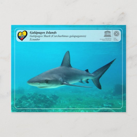 UNESCO WHS - Galápagos Islands - Galapagos Shark Briefkaart (Voorkant)