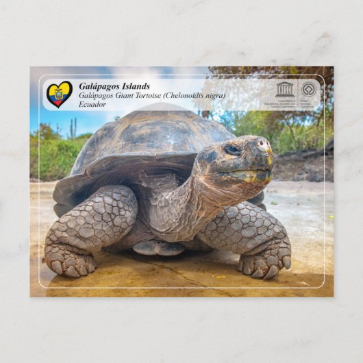 UNESCO WHS - Galápagos Islands - Giant Tortoise Briefkaart (Voorkant)