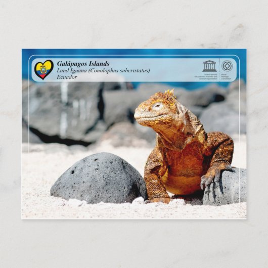 UNESCO WHS - Galápagos Islands - Land Iguana Briefkaart (Voorkant)