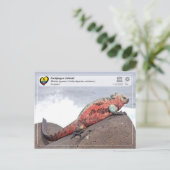 UNESCO WHS - Galápagos Islands - Marine Iguana Briefkaart (Staand voorkant)