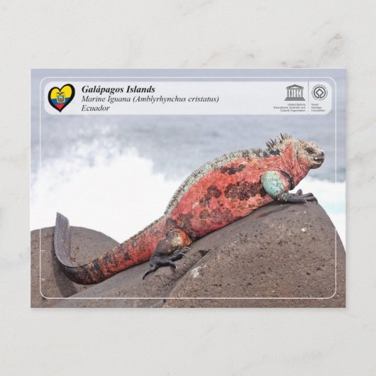 UNESCO WHS - Galápagos Islands - Marine Iguana Briefkaart (Voorkant)