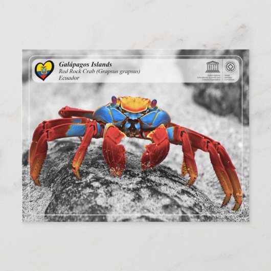 UNESCO WHS - Galápagos Islands - Red Rock Crab Briefkaart (Voorkant)