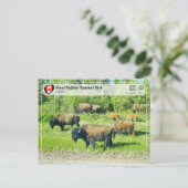 UNESCO WHS - Nationaal park van de houtsbuffalo Briefkaart (Staand voorkant)