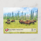 UNESCO WHS - Nationaal park van de houtsbuffalo Briefkaart (Voorkant)