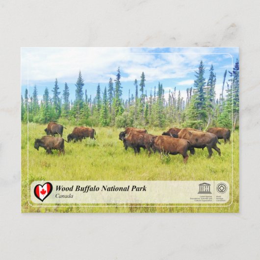 UNESCO WHS - Nationaal park van de houtsbuffalo Briefkaart (Voorkant)