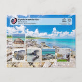 UNESCO WHS - Papahānaumokuākea - Monk Seals Briefkaart (Voorkant)