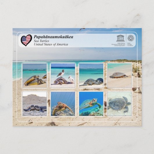 UNESCO WHS - Papahānaumokuākea - Zee Turtles Briefkaart (Voorkant)