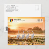 UNESCO WHS - Pelikanen in de Donaudelta Briefkaart (Voorkant / Achterkant)
