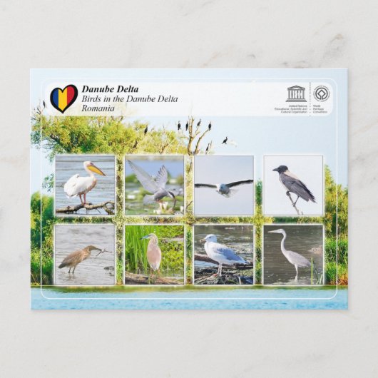 UNESCO WHS - Vogels in de Donaudelta Briefkaart (Voorkant)
