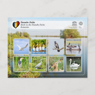 UNESCO WHS - Vogels in de Donaudelta Briefkaart