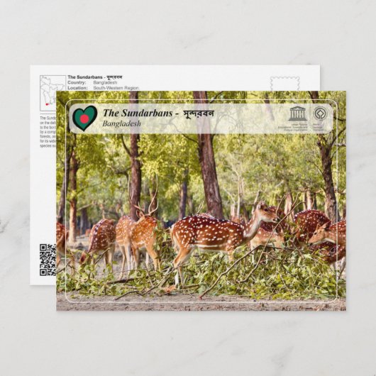 UNESCO WHV - De Sundarbans Briefkaart (Voorkant / Achterkant)