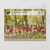UNESCO WHV - De Sundarbans Briefkaart (Voorkant)