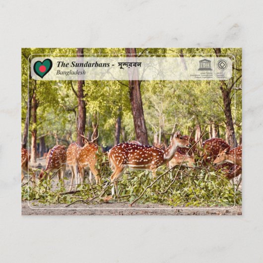 UNESCO WHV - De Sundarbans Briefkaart (Voorkant)