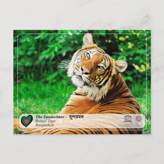 UNESCO WHV - De Sundarbans Briefkaart (Voorkant)