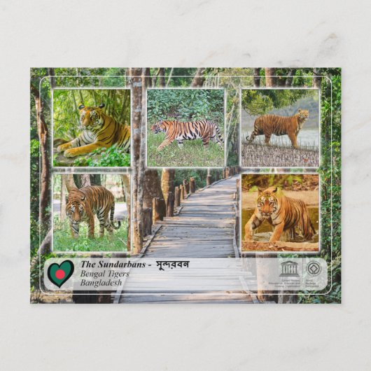 UNESCO WHV - De Sundarbans Briefkaart (Voorkant)