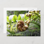 Unfurling Fern Frond Briefkaart (Voorkant / Achterkant)