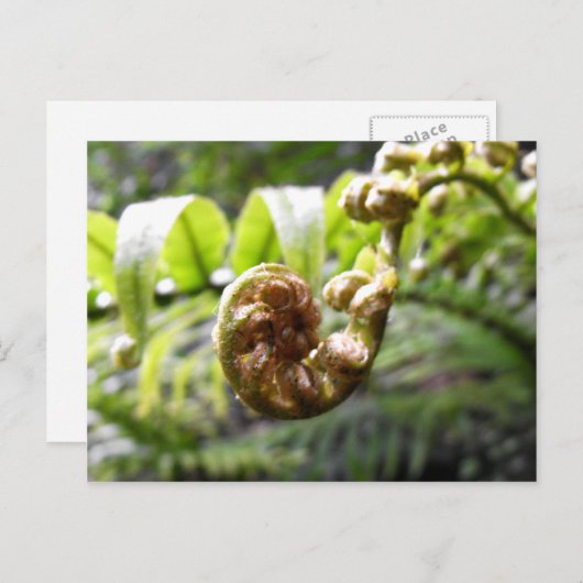 Unfurling Fern Frond Briefkaart (Voorkant / Achterkant)