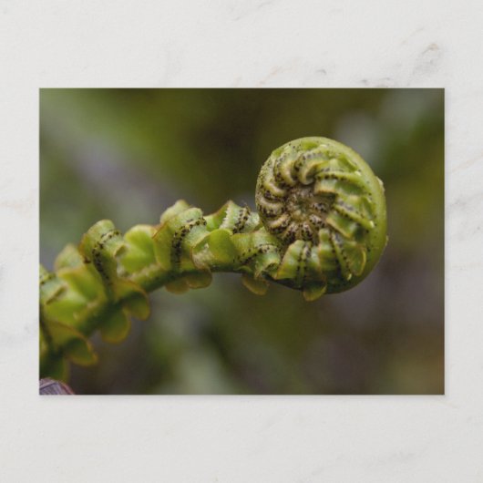 Unfurling Fern Frond Briefkaart (Voorkant)