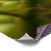 Unfurling Fern Frond Poster (Hoek)