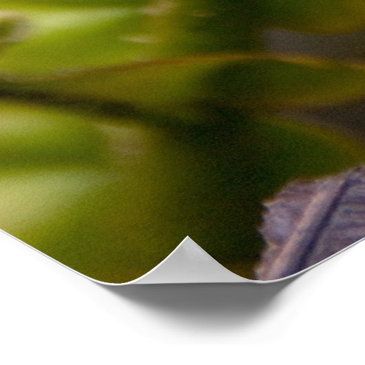 Unfurling Fern Frond Poster (Hoek)