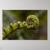 Unfurling Fern Frond Poster (Voorkant)