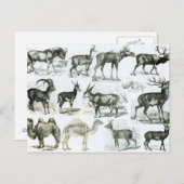 Ungalata of Hoofd Dieren Briefkaart (Voorkant / Achterkant)