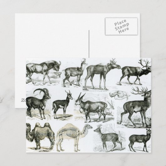 Ungalata of Hoofd Dieren Briefkaart (Voorkant / Achterkant)