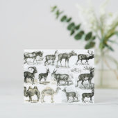 Ungalata of Hoofd Dieren Briefkaart (Staand voorkant)