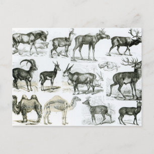 Ungalata of Hoofd Dieren Briefkaart