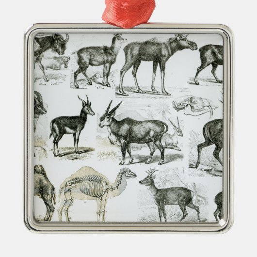 Ungalata of Hoofd Dieren Metalen Ornament (Voorkant)