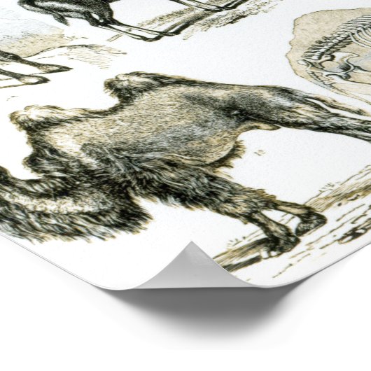 Ungalata of Hoofd Dieren Poster (Hoek)