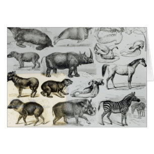 Ungulata of Hoofd Dieren