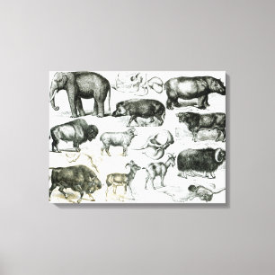Ungulata of Hoofd Dieren Canvas Afdruk