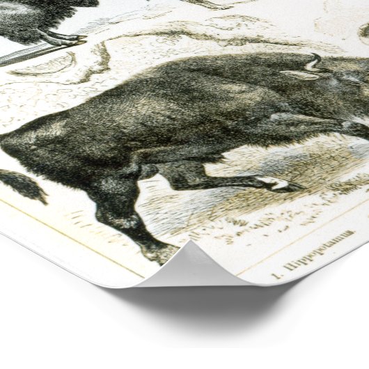 Ungulata of hoofden poster (Hoek)