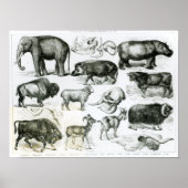 Ungulata of hoofden poster (Voorkant)