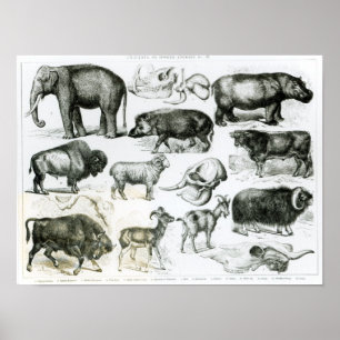 Ungulata of hoofden poster