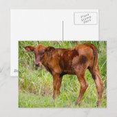 Uniale waarde briefkaart (Voorkant / Achterkant)