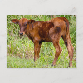 Uniale waarde briefkaart