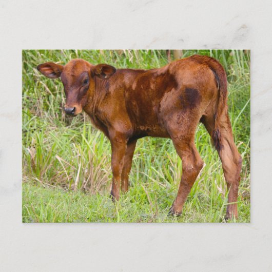 Uniale waarde briefkaart (Voorkant)