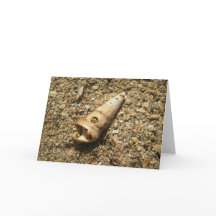 Unicorn Shell op strand