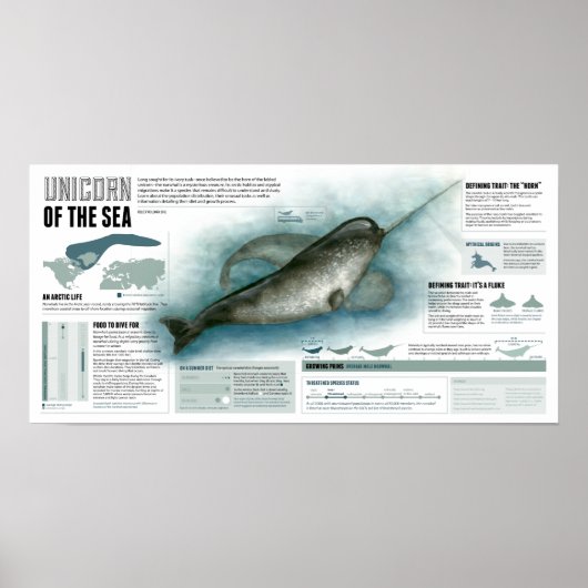 Unicorn van de Zee Poster (Voorkant)