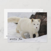 Uniek Arctic Fox Briefkaart (Voorkant / Achterkant)