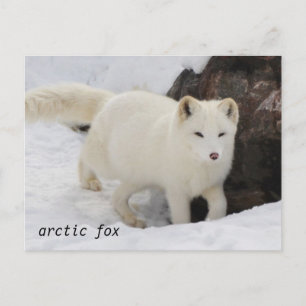 Uniek Arctic Fox Briefkaart