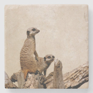 Uniek Meerkat-Onderzetter Stenen Onderzetter
