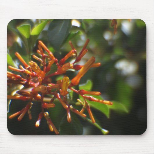 Uniek Oranje Plant op een Mousepad Muismat (Voorkant)