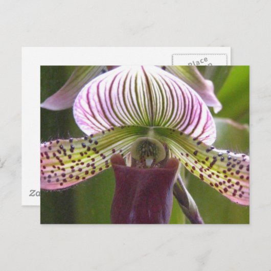 Uniek Orchid Briefkaart (Voorkant / Achterkant)